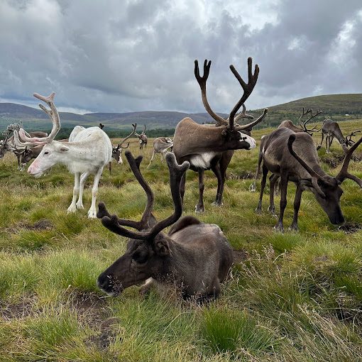 CAIRNGORM REINDEER CENTRE